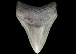 Serrated, Fossil Megalodon Tooth - Georgia #74491-1